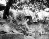 IMG101.GIF.gst.iff