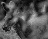 IMG100.GIF.gst.iff