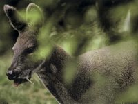 IMG100.GIF