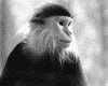 IMG099.GIF.gst.iff