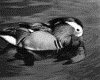 IMG098.GIF.gst.iff