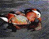 IMG098.GIF.cst.iff