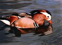 IMG098.GIF