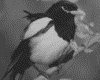 IMG097.GIF.gst.iff