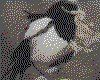 IMG097.GIF.cst.iff