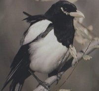 IMG097.GIF