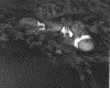 IMG096.GIF.gst.iff