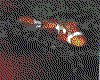 IMG096.GIF.cst.iff