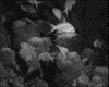 IMG094.GIF.gst.iff