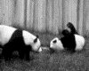IMG093.GIF.gst.iff