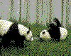 IMG093.GIF.cst.iff