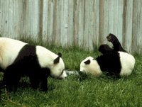 IMG093.GIF