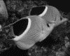 IMG092.GIF.gst.iff