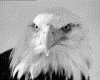 IMG091.GIF.gst.iff