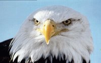 IMG091.GIF