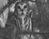 IMG088.GIF.gst.iff