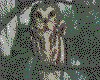 IMG088.GIF.cst.iff