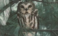 IMG088.GIF