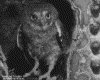 IMG087.GIF.gst.iff