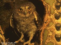 IMG087.GIF