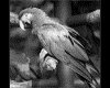 IMG086.GIF.gst.iff