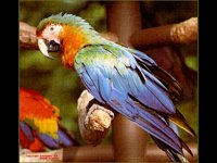 IMG086.GIF