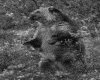 IMG084.GIF.gst.iff