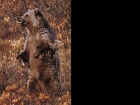 IMG084.GIF
