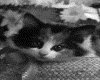 IMG083.GIF.gst.iff