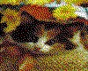 IMG083.GIF.cst.iff