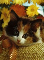 IMG083.GIF