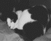 IMG082.GIF.gst.iff