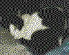 IMG082.GIF.cst.iff