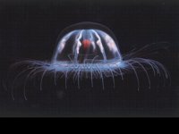 IMG081.GIF