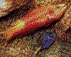 IMG080.GIF.cst.iff