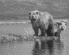 IMG079.GIF.gst.iff