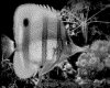 IMG078.GIF.gst.iff