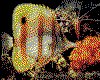 IMG078.GIF.cst.iff