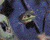 IMG075.GIF.cst.iff