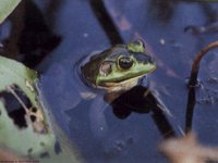 IMG075.GIF