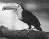 IMG074.GIF.gst.iff