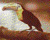 IMG074.GIF.cst.iff