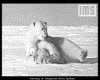 IMG073.GIF.gst.iff