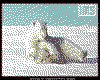 IMG073.GIF.cst.iff