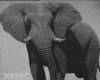 IMG072.GIF.gst.iff
