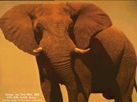 IMG072.GIF