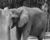 IMG071.GIF.gst.iff
