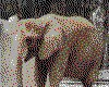 IMG071.GIF.cst.iff