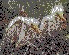 IMG065.GIF.cst.iff