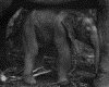 IMG064.GIF.gst.iff